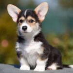 Kler-female-Welsh-Corgi-puppy-for-sale-1