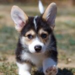 Alicia Welsh Corgi