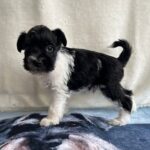 Klim-male-miniature-schnauzer-puppy-for-sale-1 (2)