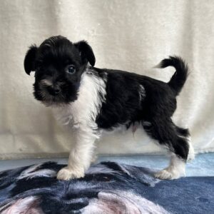 Klim Miniature Schnauzer