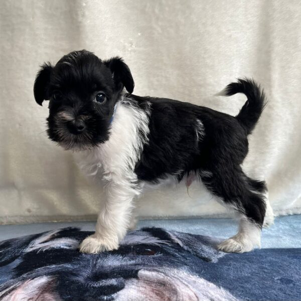 Klim Miniature Schnauzer