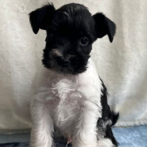 Klim Miniature Schnauzer