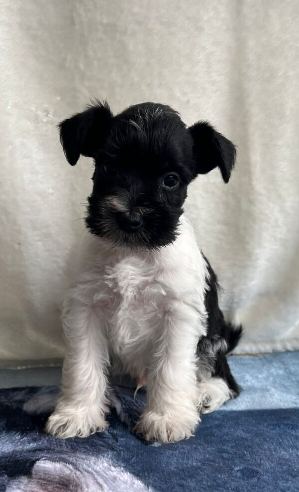 Klim Miniature Schnauzer