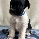 Klim-male-miniature-schnauzer-puppy-for-sale-1 (4)