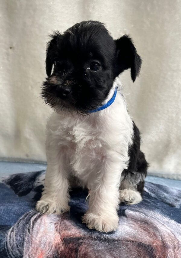 Klim Miniature Schnauzer