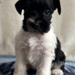 Klim-male-miniature-schnauzer-puppy-for-sale-1 (5)