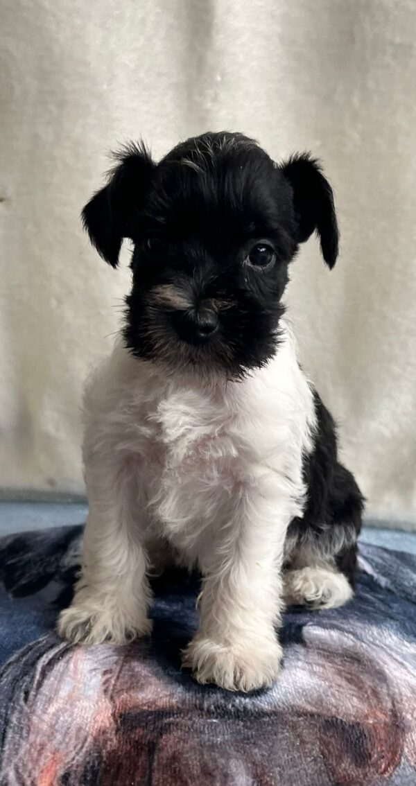 Klim Miniature Schnauzer