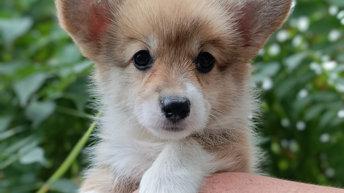 Pembroke Welsh Corgi Corgi Maltese Mix For Sale Welsh Corgi Dogs - Main Image