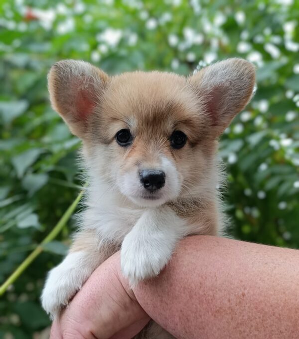 Korra Welsh Corgi
