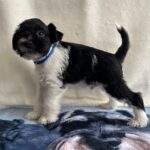 Kosmo-male-miniature-schnauzer-puppy-for-sale- (3)