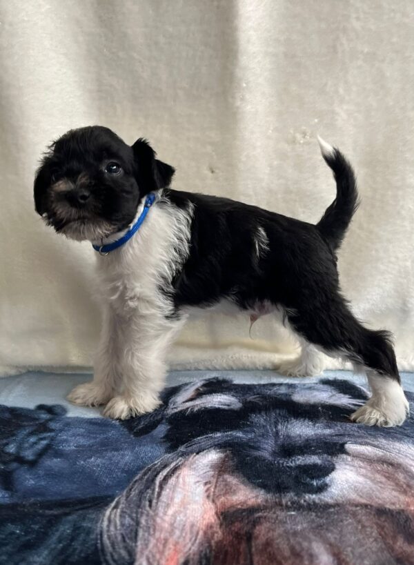 Kosmo Miniature Schnauzer