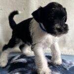 Kosmo-male-miniature-schnauzer-puppy-for-sale- (4)