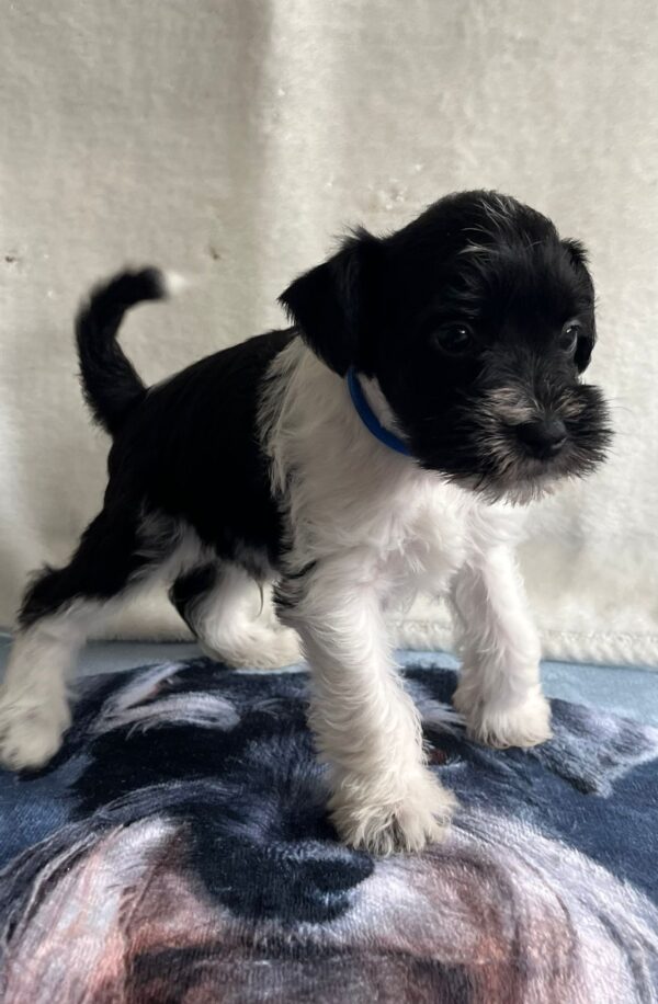 Kosmo Miniature Schnauzer