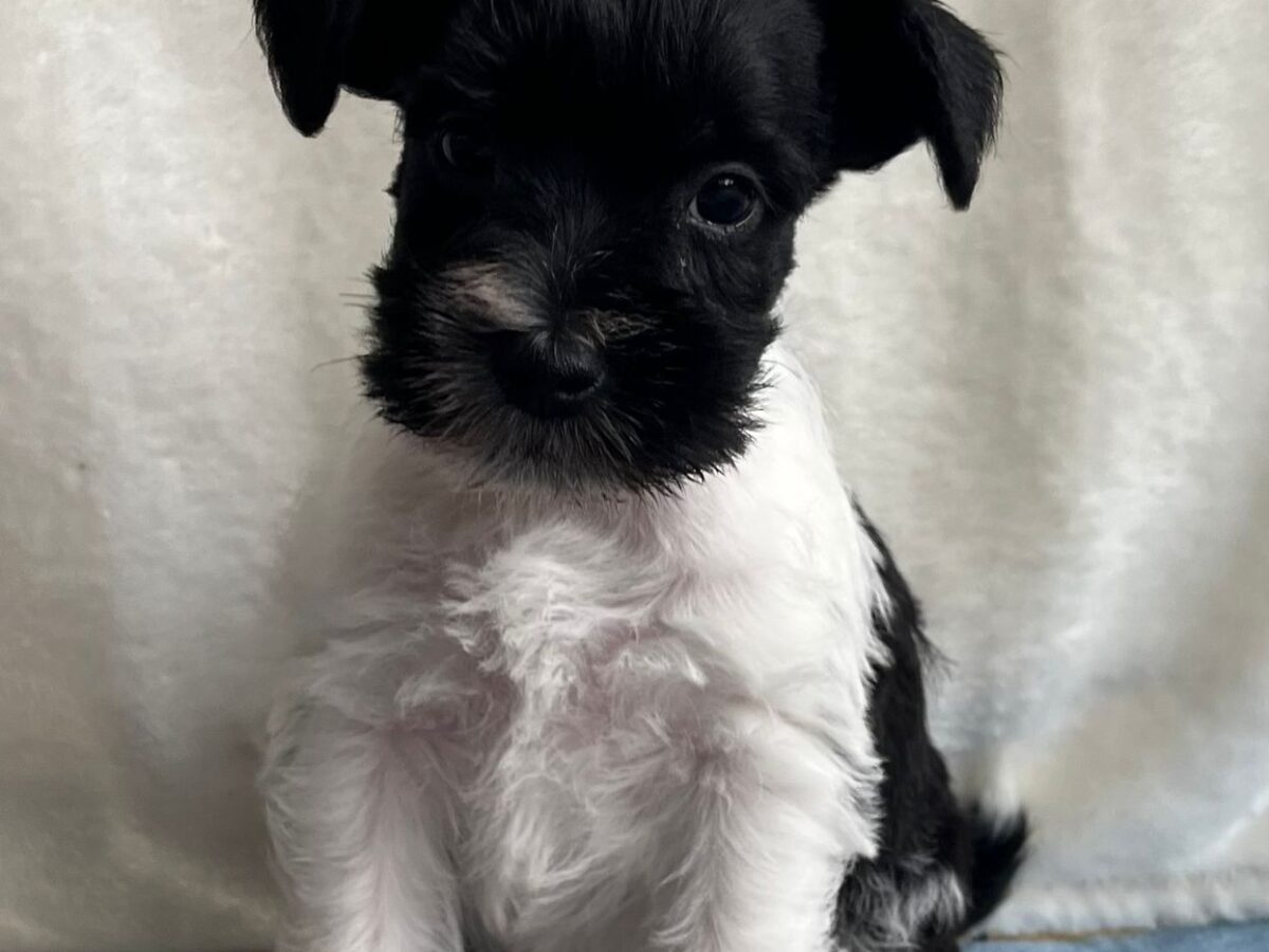 Miniature Schnauzer Dogs and Puppies for sale