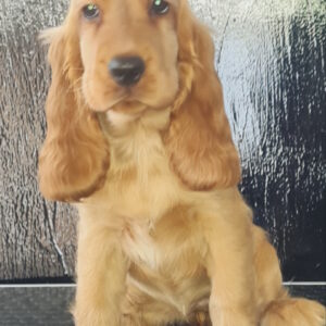 Krista English Cocker Spaniel