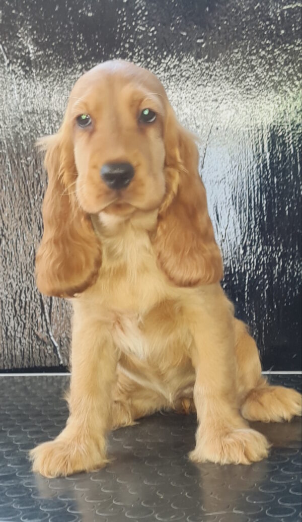 Krista English Cocker Spaniel