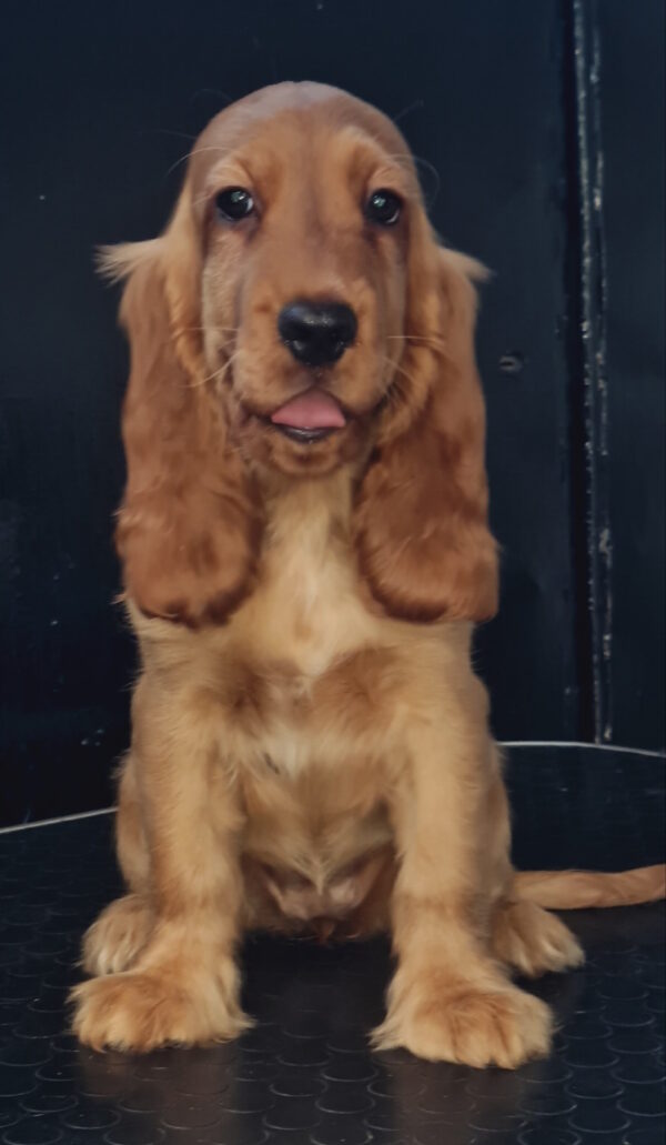 Krista English Cocker Spaniel