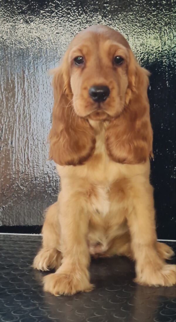 Krista English Cocker Spaniel