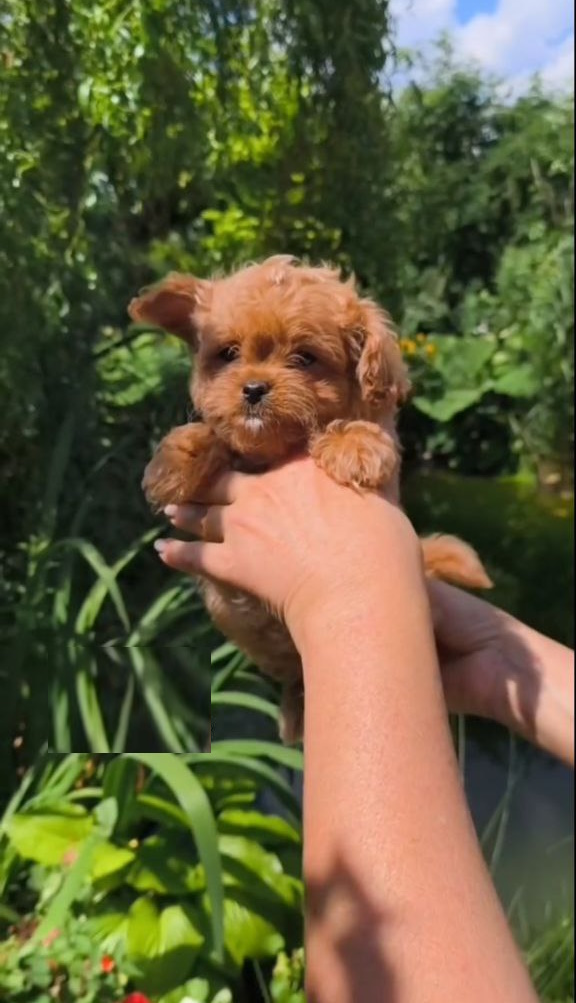 Krosh Maltipoo