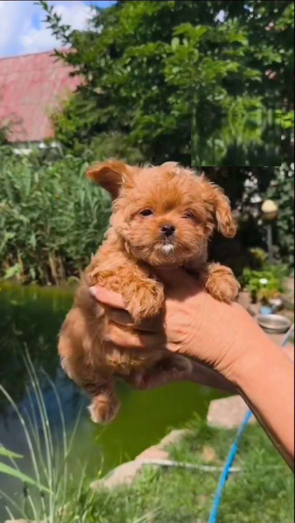 Krosh Maltipoo