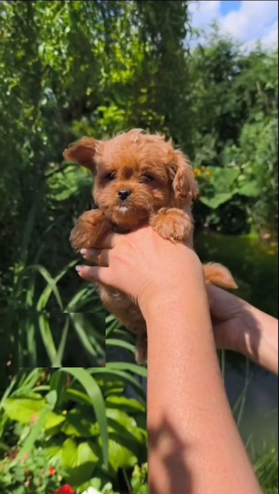 Krosh Maltipoo
