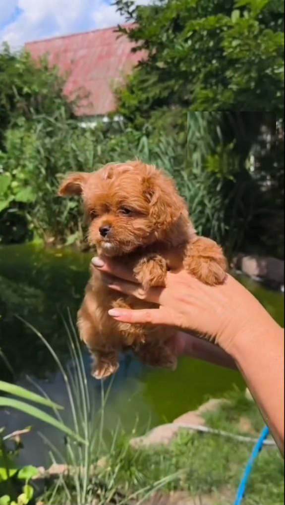 Krosh Maltipoo