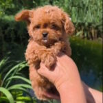 Tia Maltipoo