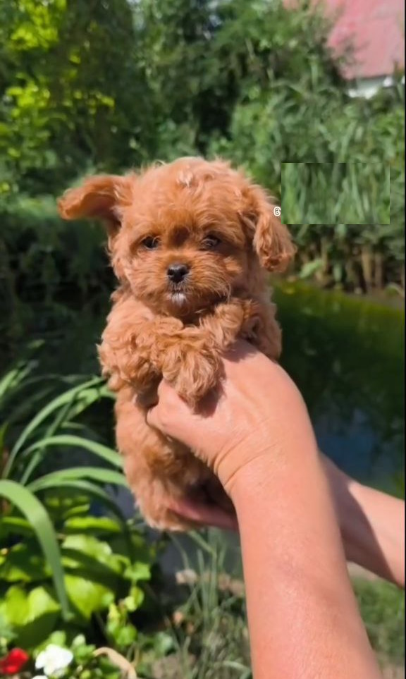 Krosh Maltipoo