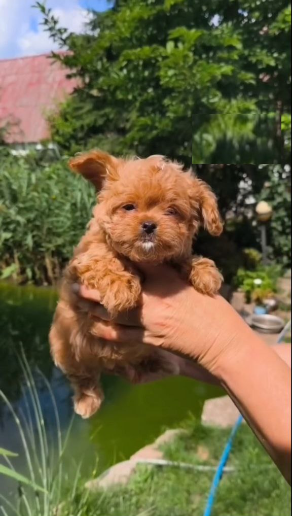 Krosh Maltipoo