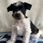 Kyla-female-miniature-schnauzer-puppy-for-sale-1 (1)