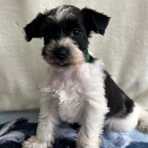 Kyla Miniature Schnauzer
