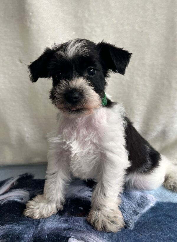 Kyla Miniature Schnauzer