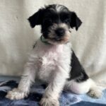 Kyla-female-miniature-schnauzer-puppy-for-sale-1 (2)
