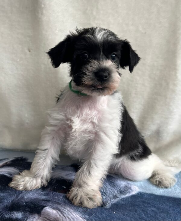 Kyla Miniature Schnauzer