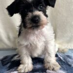 Kyla-female-miniature-schnauzer-puppy-for-sale-1 (3)