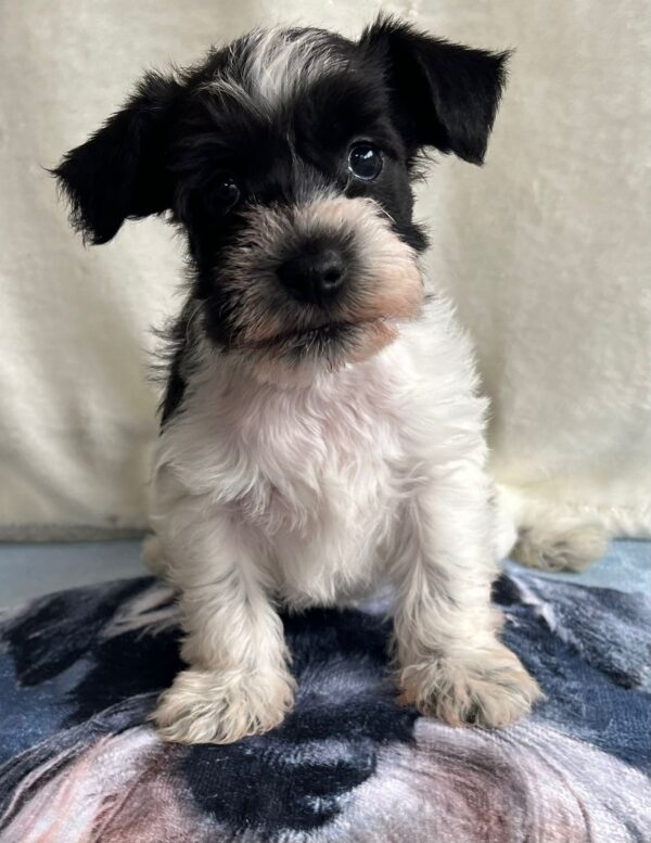 Kyla Miniature Schnauzer