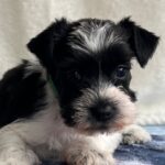 Kyla-female-miniature-schnauzer-puppy-for-sale-1 (4)