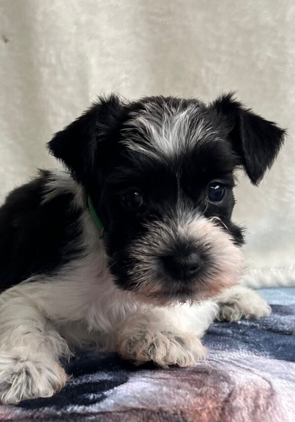 Kyla Miniature Schnauzer