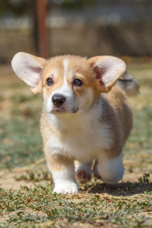 Kylie Welsh Corgi