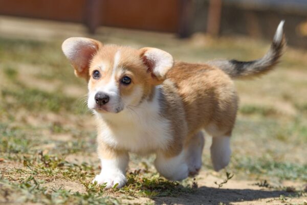 Kylie Welsh Corgi