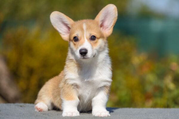 Kylie Welsh Corgi