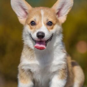 Kylie Welsh Corgi Kylie Welsh Corgi