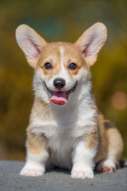 Kylie Welsh Corgi