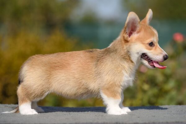 Kylie Welsh Corgi