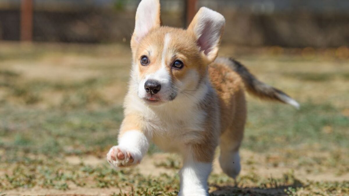 Pembroke Smartest Dog Breeds Corgi Welsh Corgi Dogs And Puppies