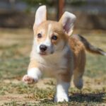 Kler Welsh Corgi