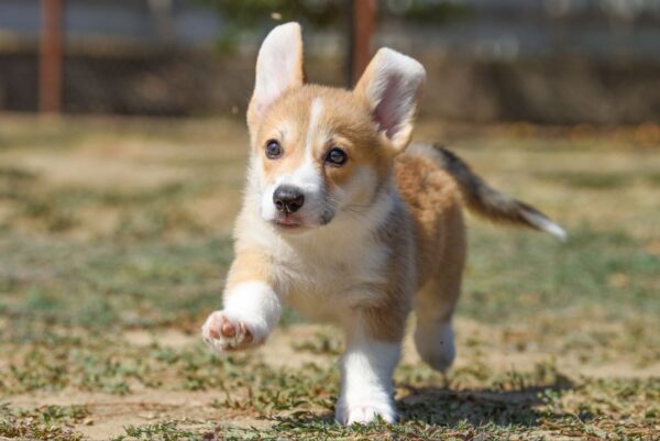Kylie Welsh Corgi