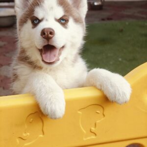 Lady Siberian Husky