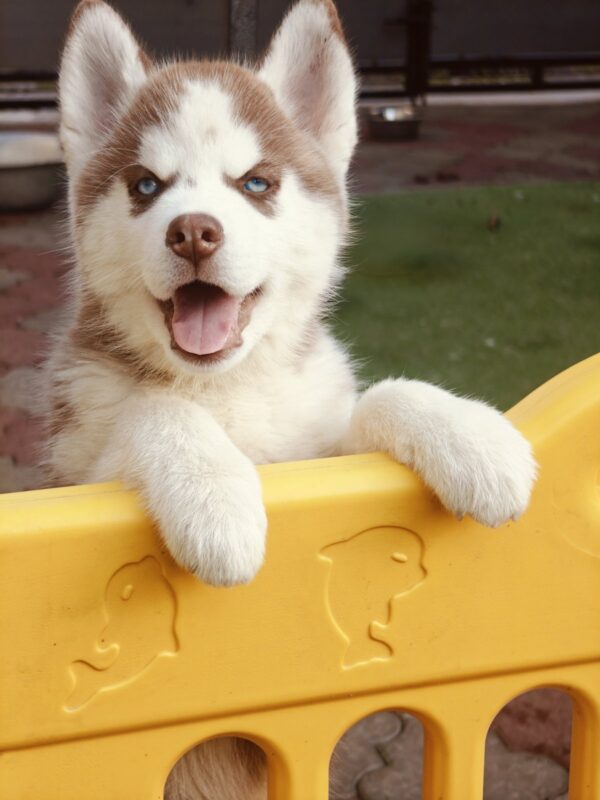 Lady Siberian Husky