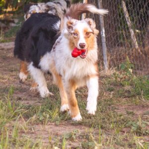 Laid Australian Shepherd